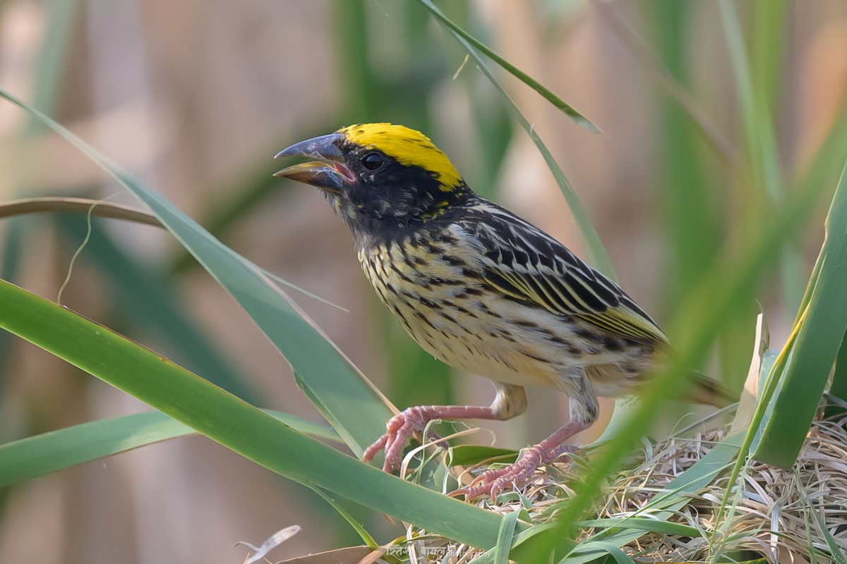 Streaked Weaver - Ritesh Bagul