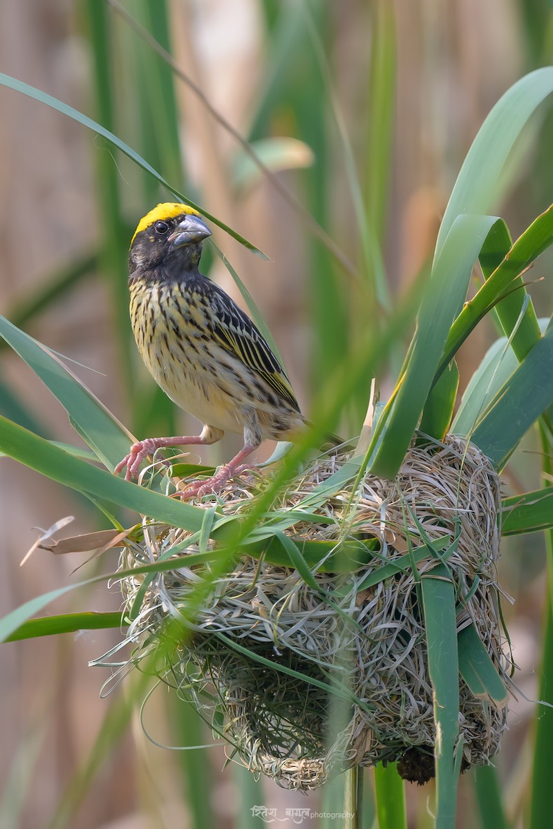 Streaked Weaver - Ritesh Bagul