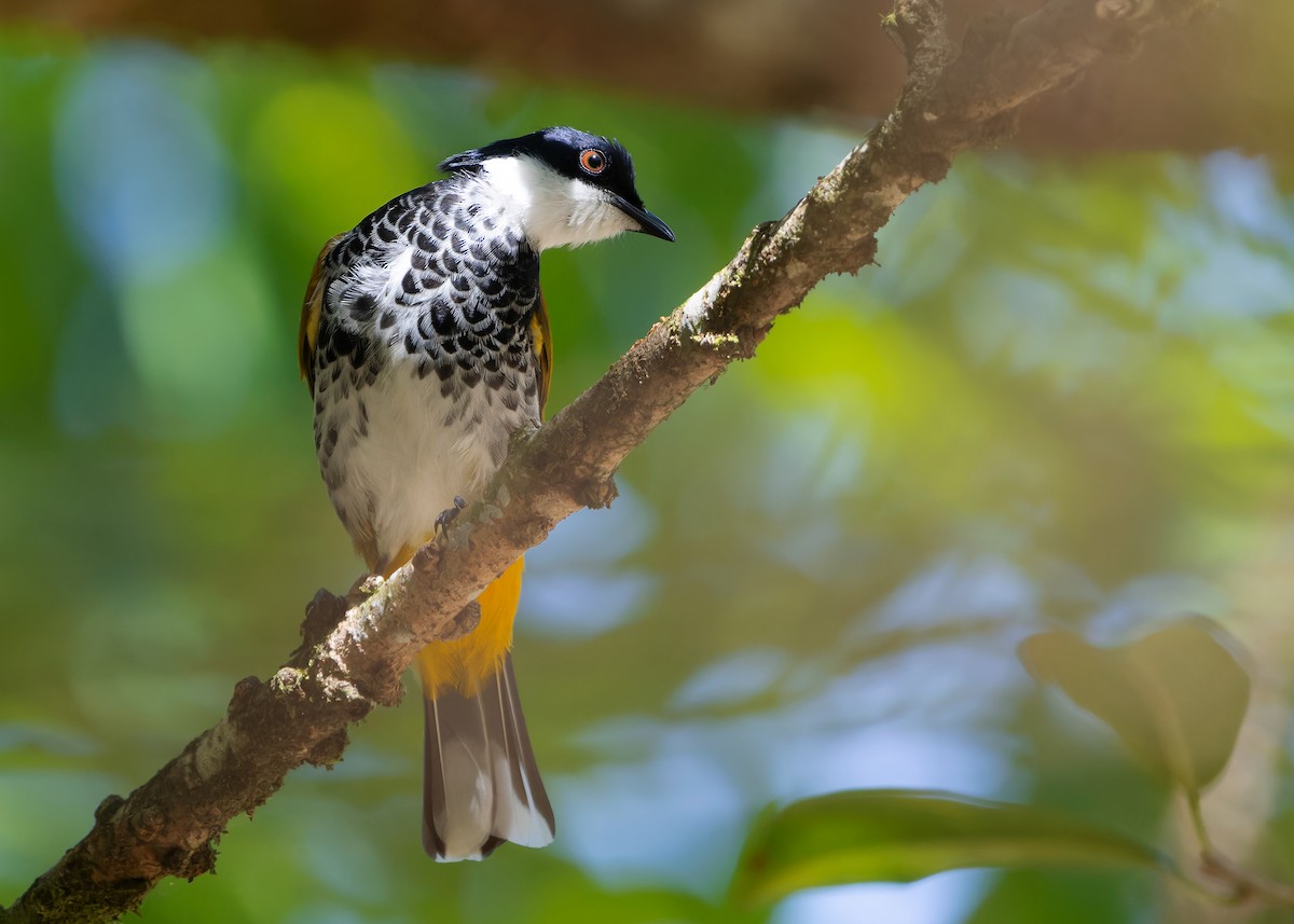 Scaly-breasted Bulbul - Ayuwat Jearwattanakanok