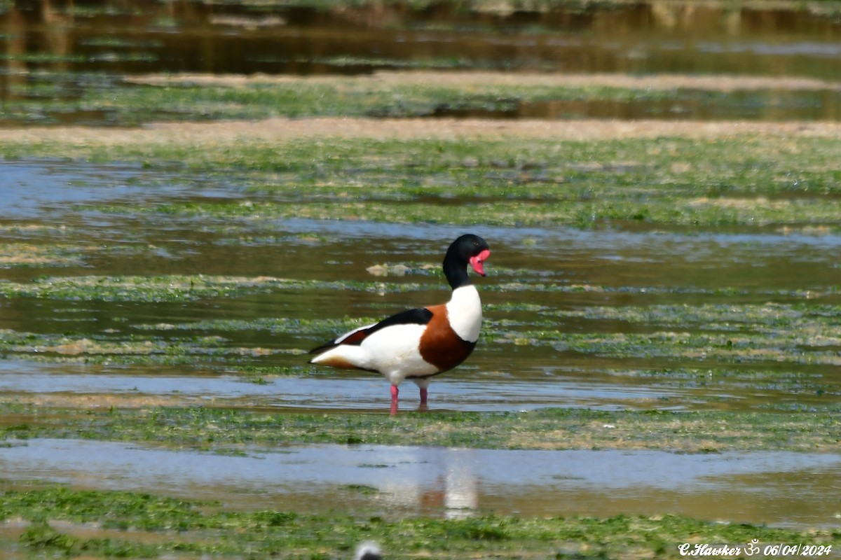 Common Shelduck - Carl  Hawker