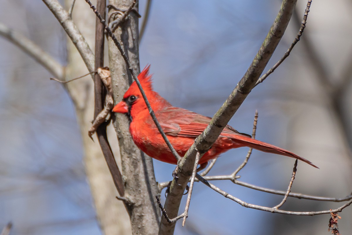 Kırmızı Kardinal - ML617036196