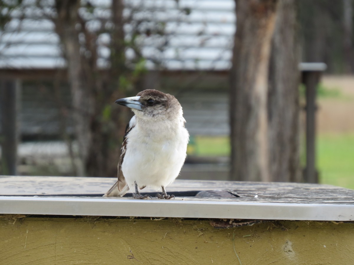 Pied Butcherbird - ML617036203