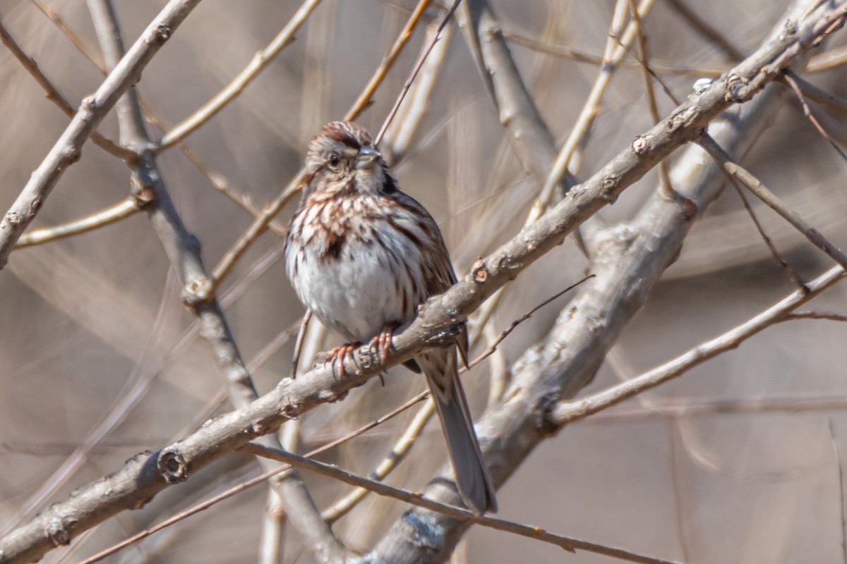 Song Sparrow - ML617036206