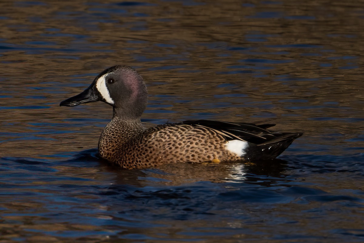 Blue-winged Teal - ML617036208