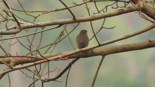 Taiga Flycatcher - ML617036234