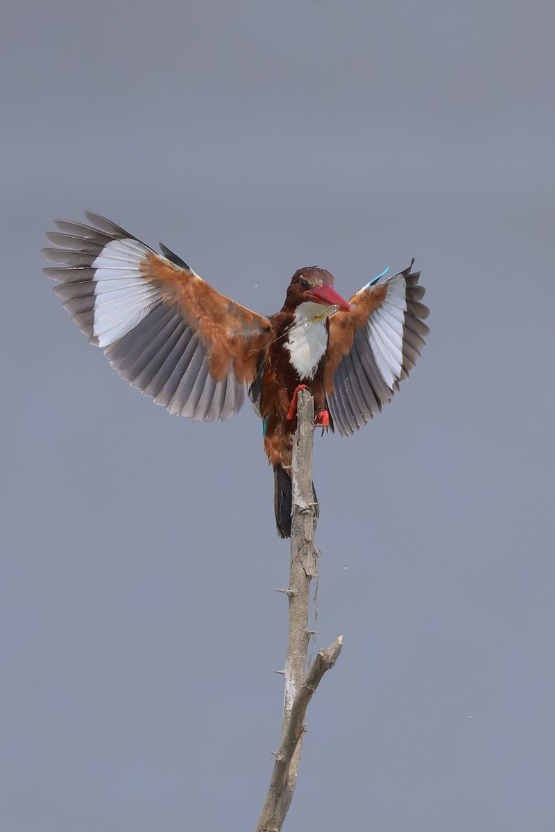 White-throated Kingfisher - Ritesh Bagul