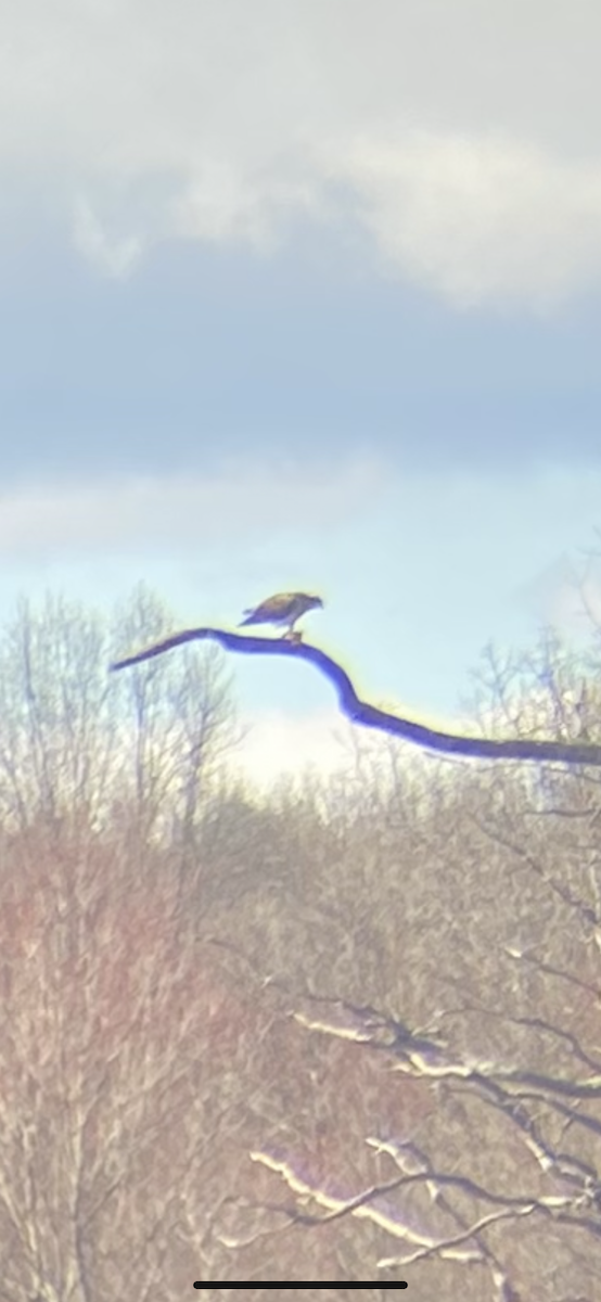 Osprey - ML617036251