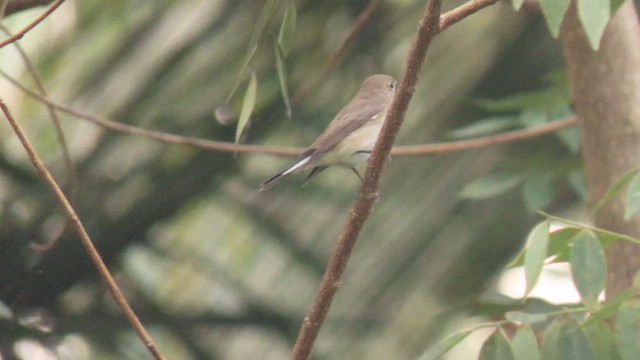 Taiga Flycatcher - ML617036264