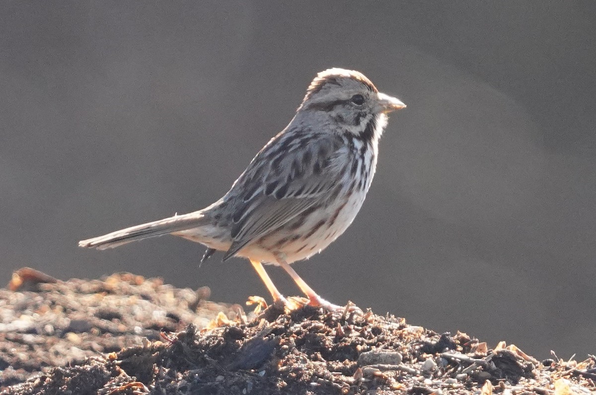 Song Sparrow - ML617036271