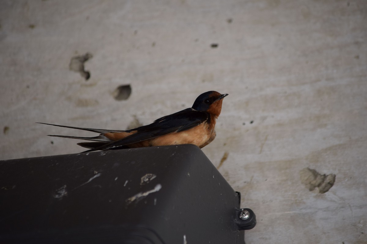 Barn Swallow - ML617036275