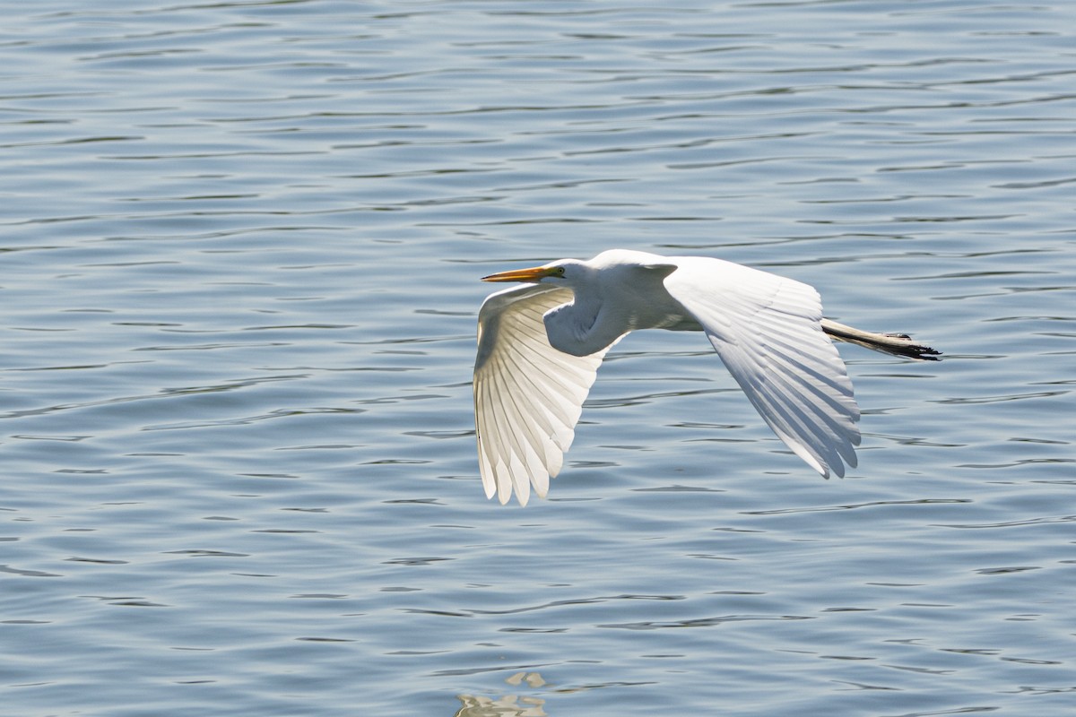 Great Egret - Francisco Dubón