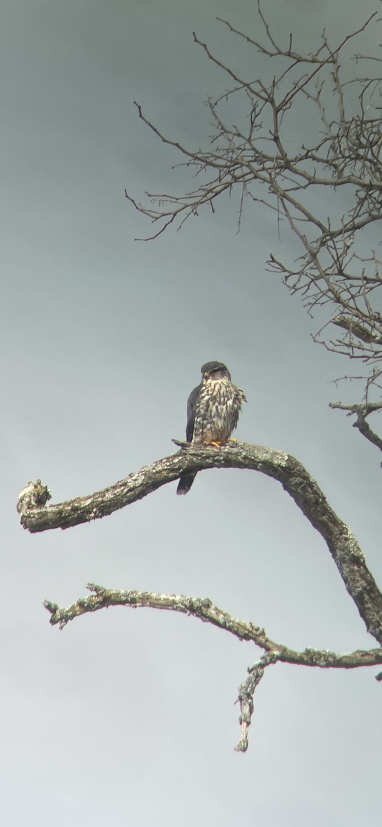 Merlin - ML617036297