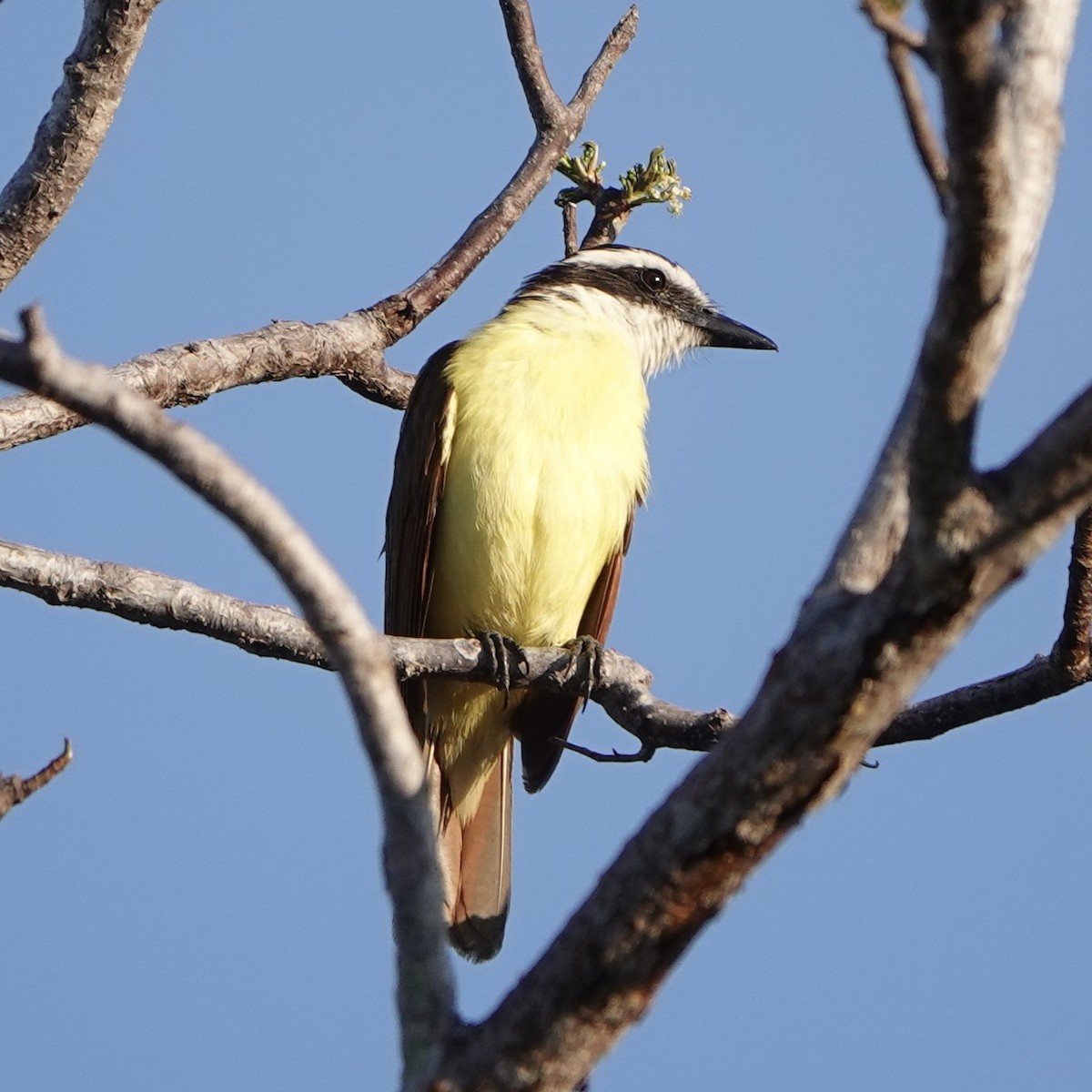 Great Kiskadee - ML617036300