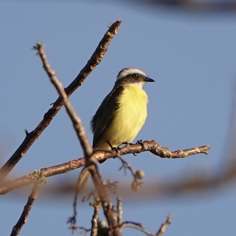 Social Flycatcher - ML617036323