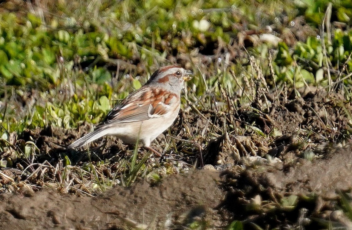 American Tree Sparrow - ML617036344
