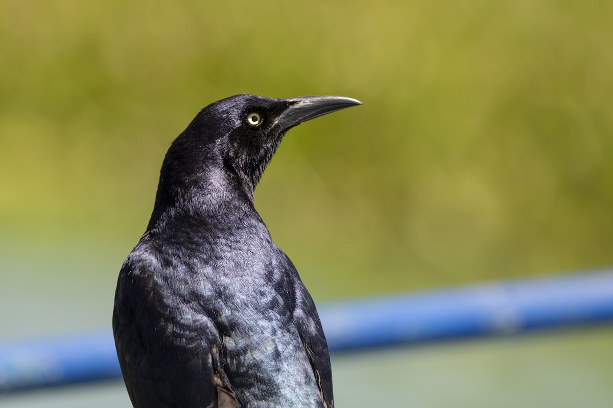 Great-tailed Grackle - Francisco Dubón