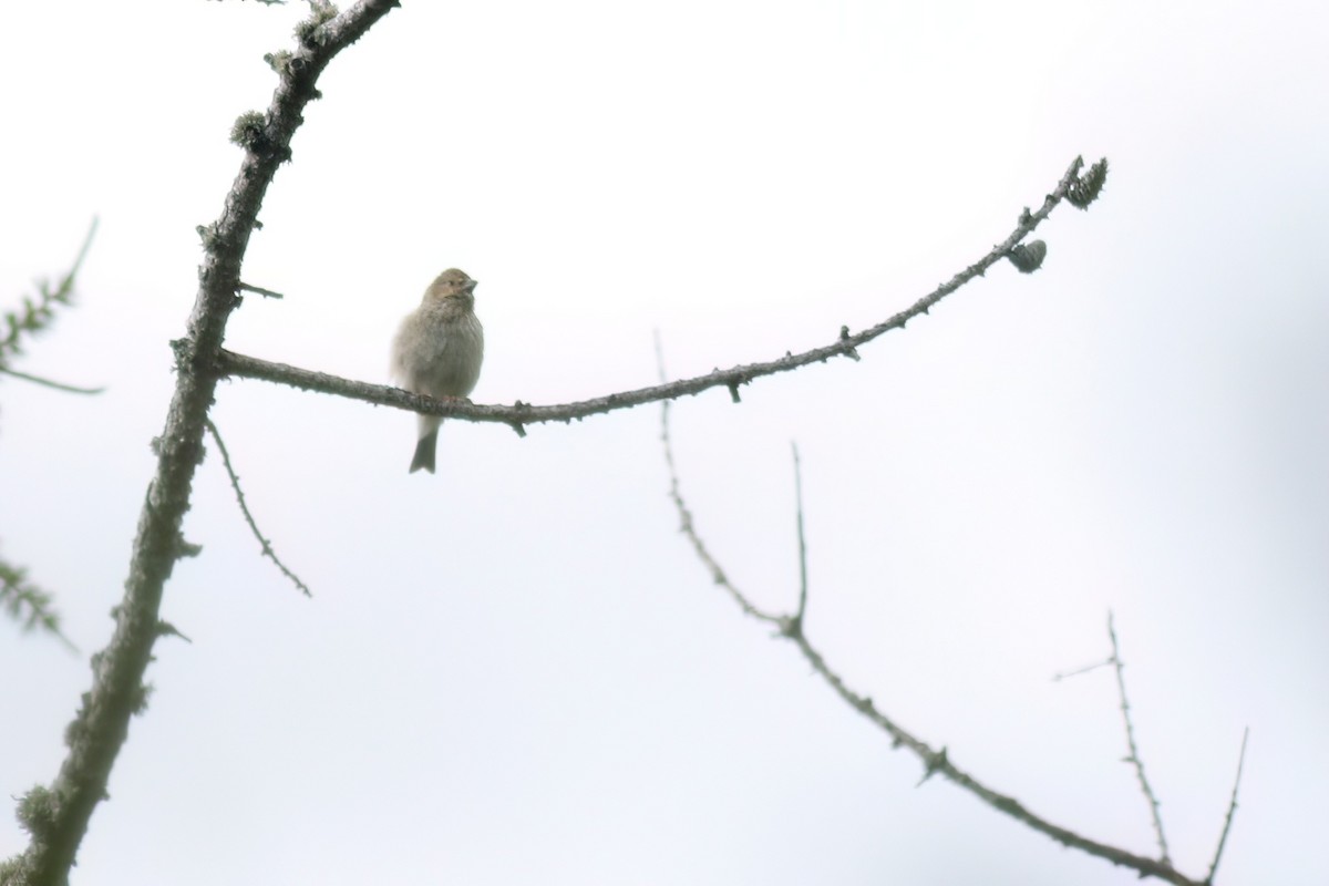 Common Rosefinch - Paul Dufour