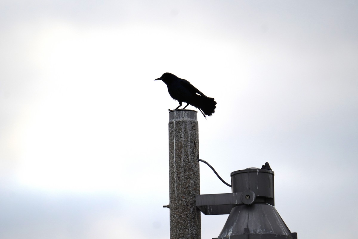 Boat-tailed Grackle (westoni) - ML617036378