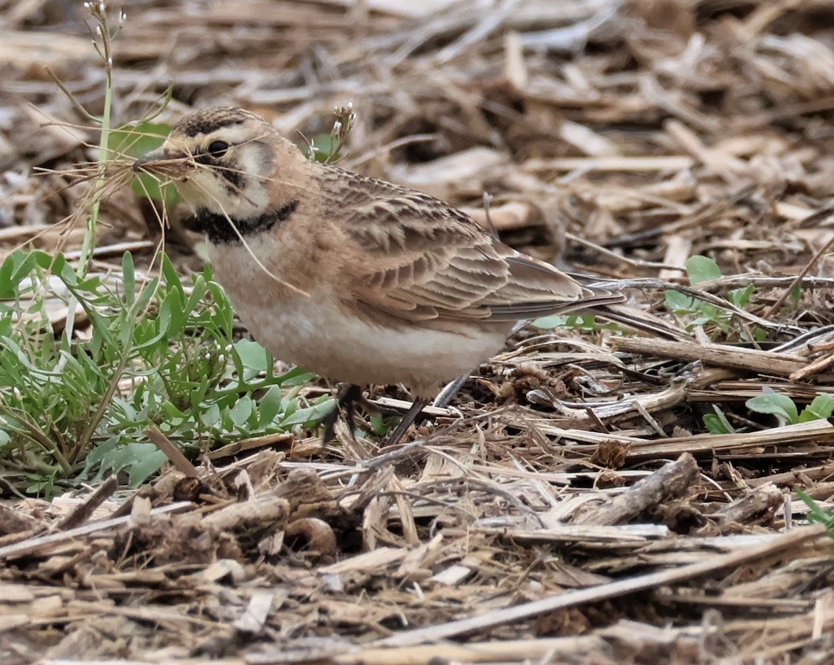 Horned Lark - ML617036442