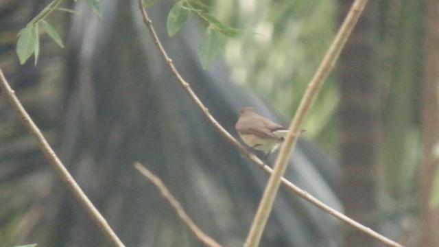 Taiga Flycatcher - ML617036457