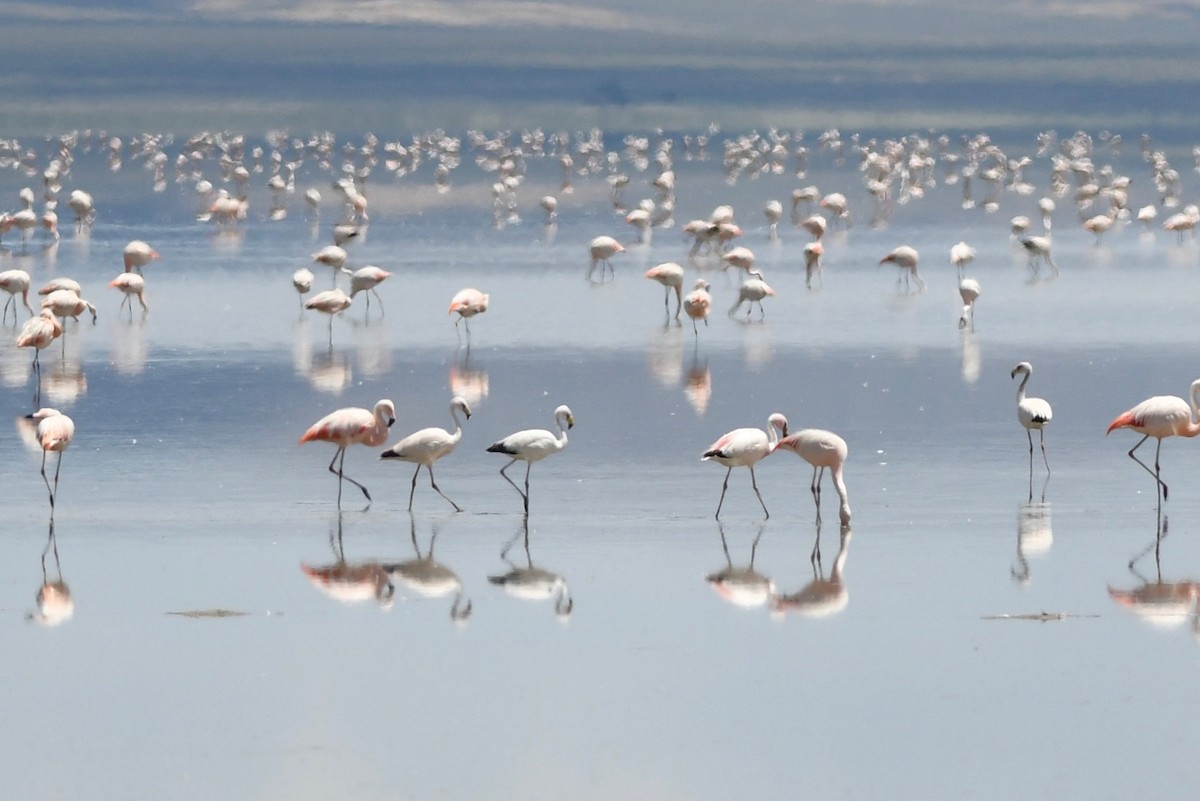 James's Flamingo - ML617036479