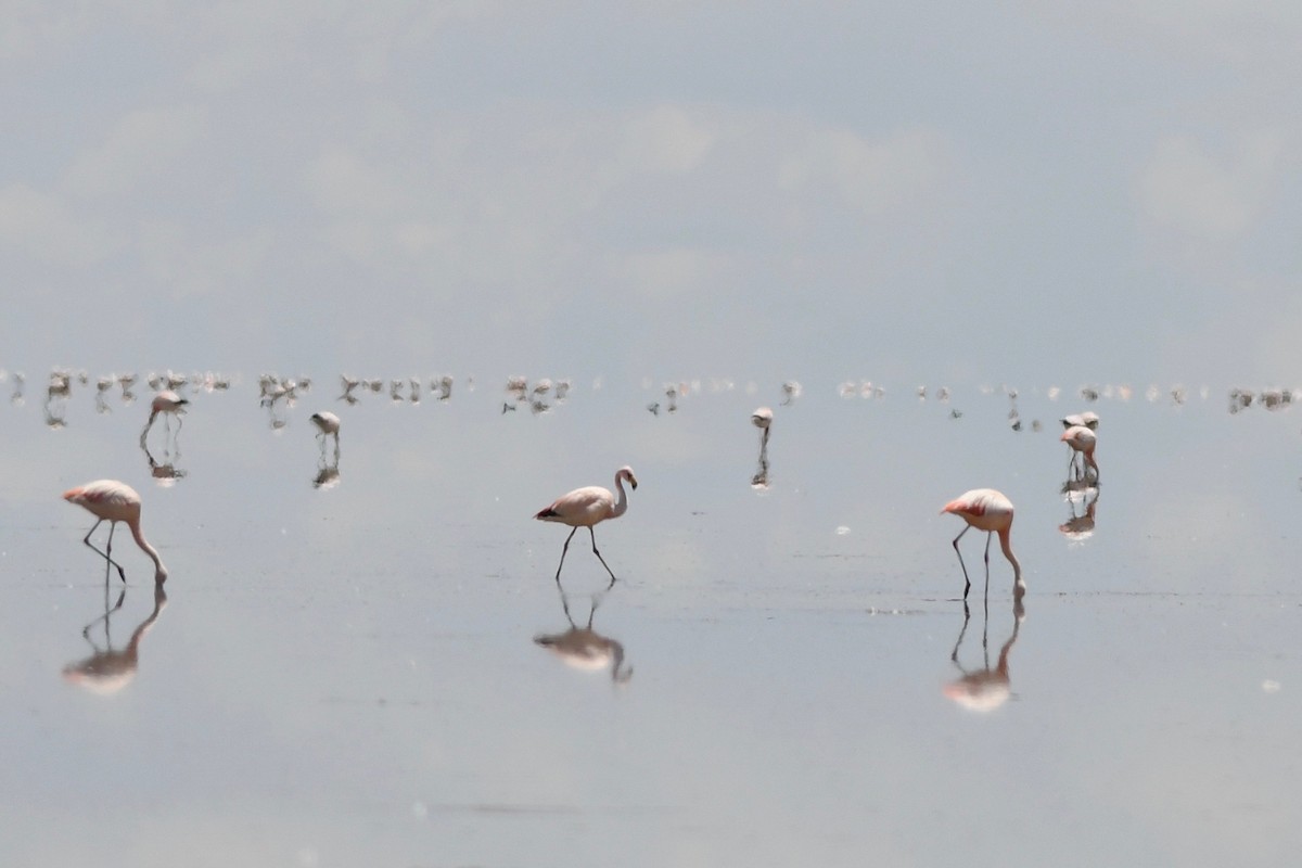 James's Flamingo - Antoine Reboul