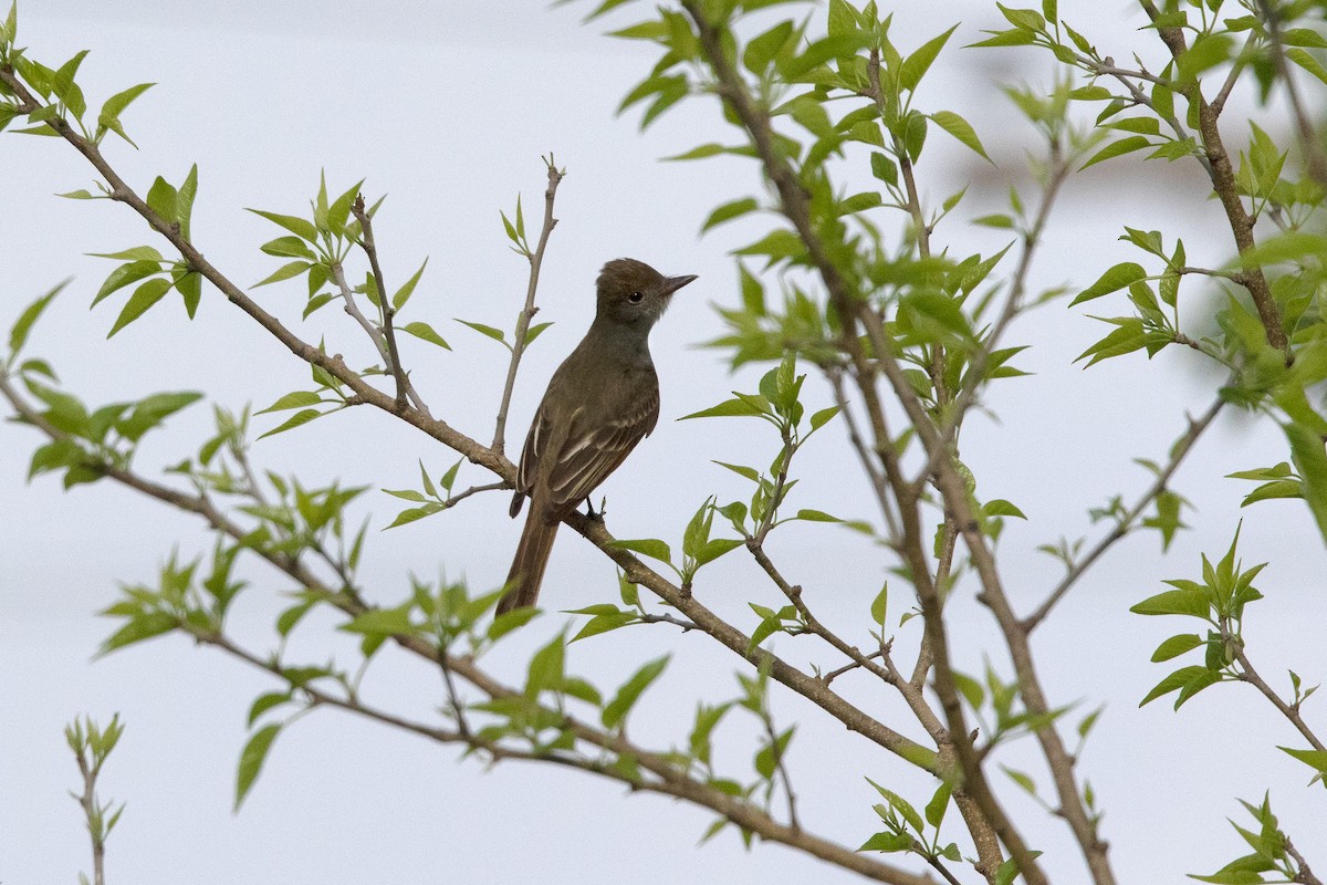 Great Crested Flycatcher - ML617036490