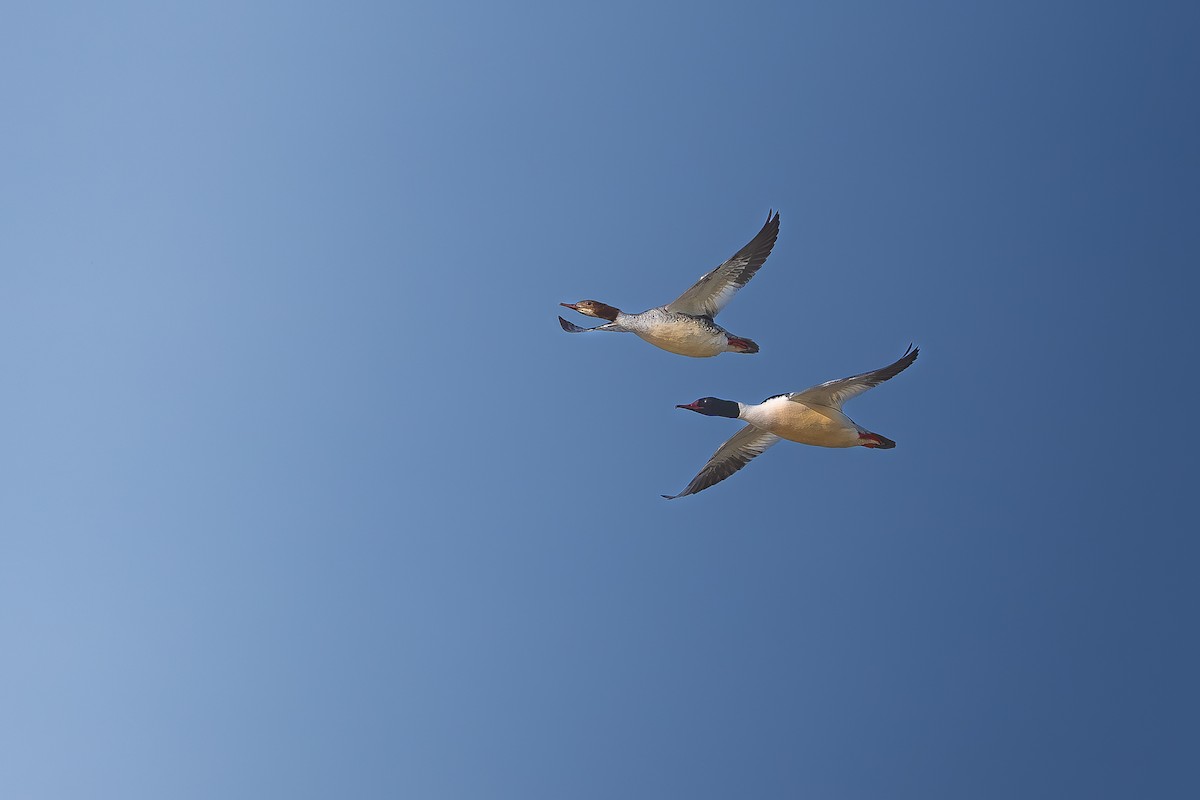 Common Merganser - ML617036531