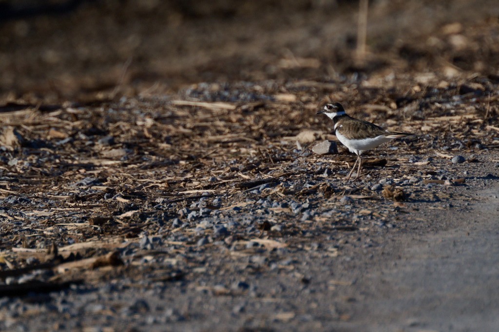 Killdeer - ML617036566