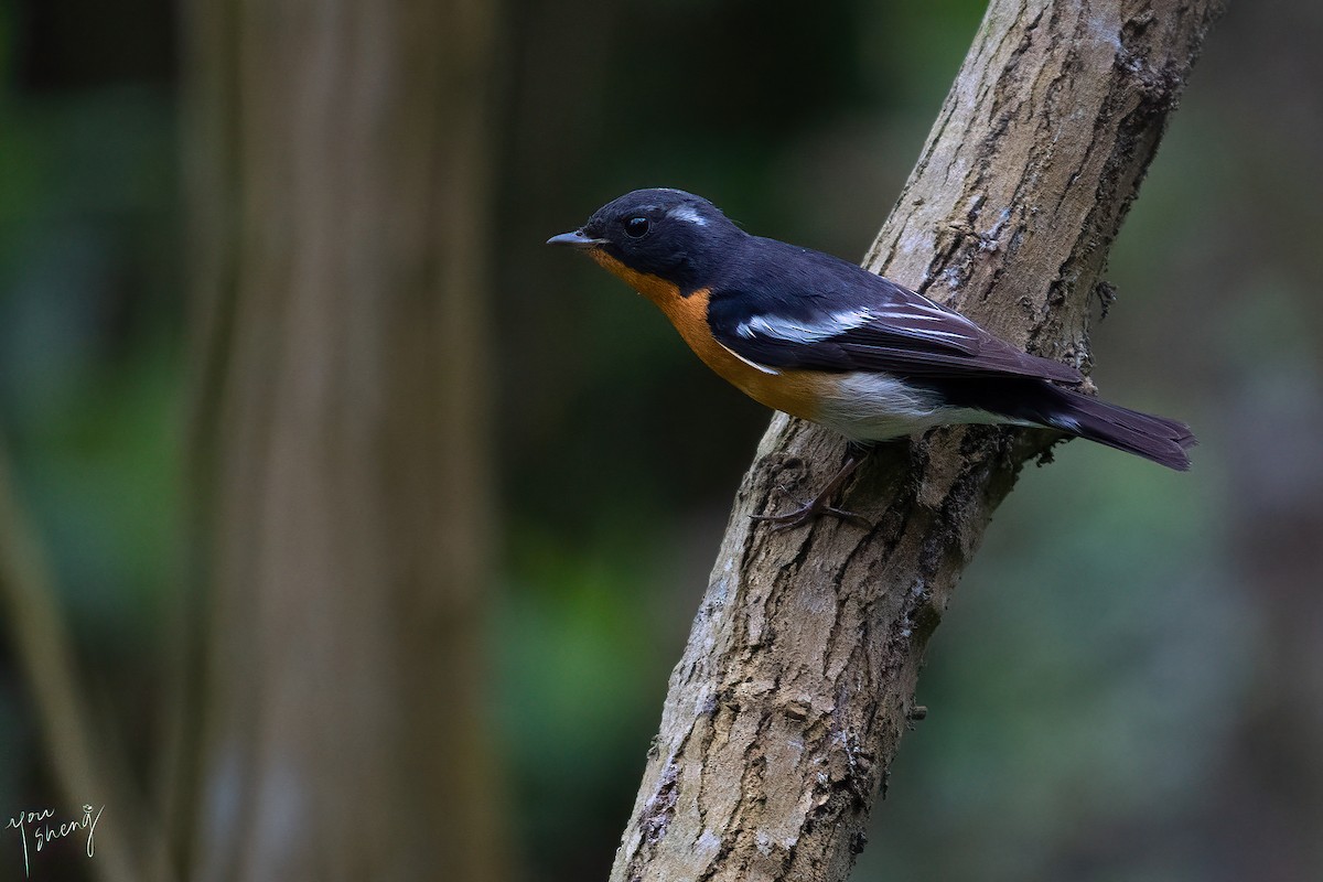 Mugimaki Flycatcher - You-Sheng Lin