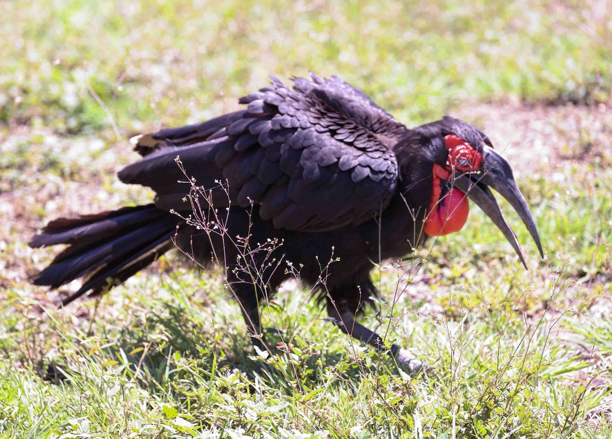 Southern Ground-Hornbill - ML617036616