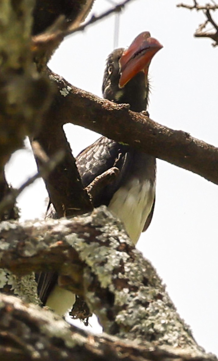 Crowned Hornbill - ML617036627