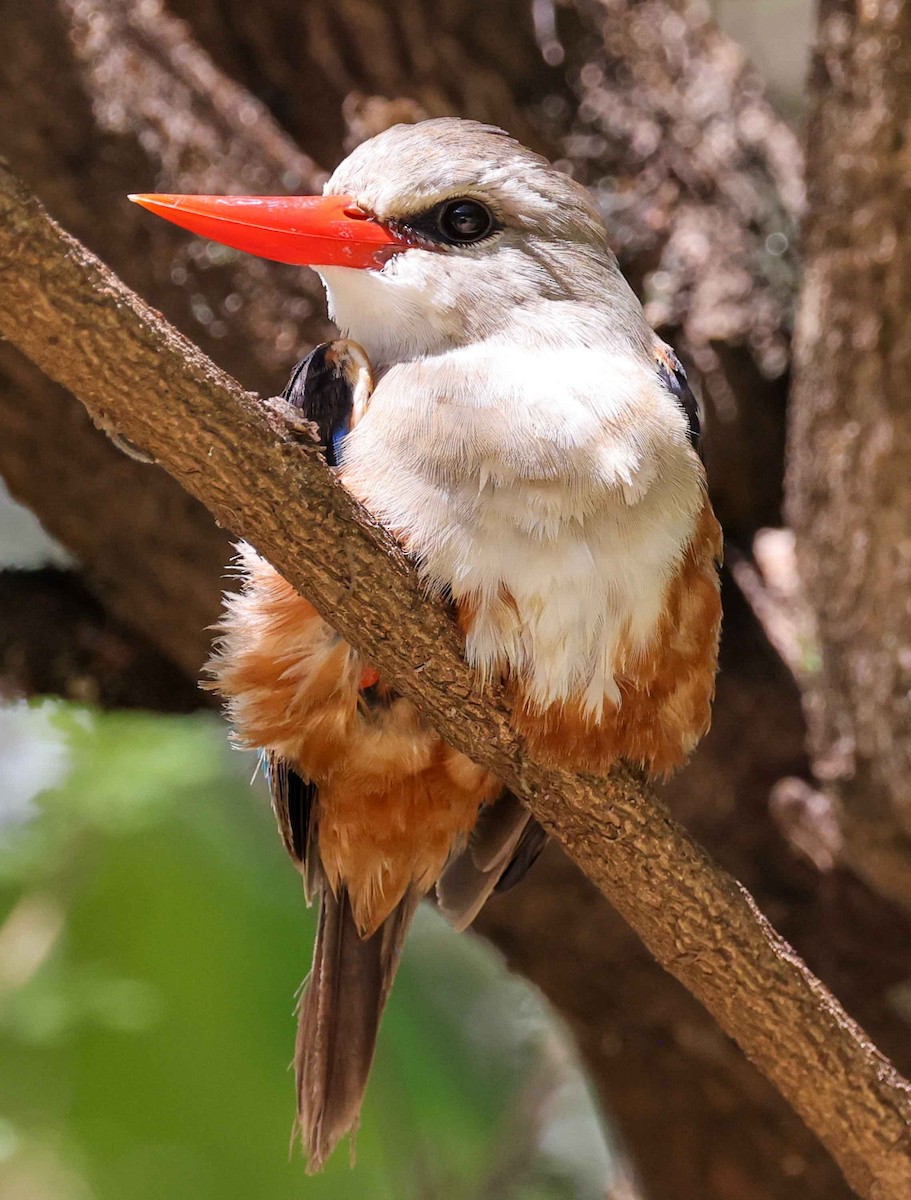 Gray-headed Kingfisher - ML617036646