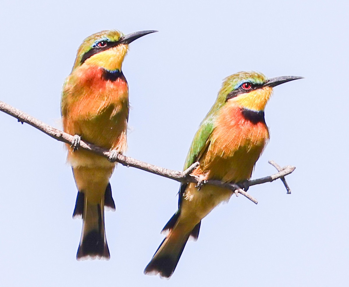 Little Bee-eater - ML617036656