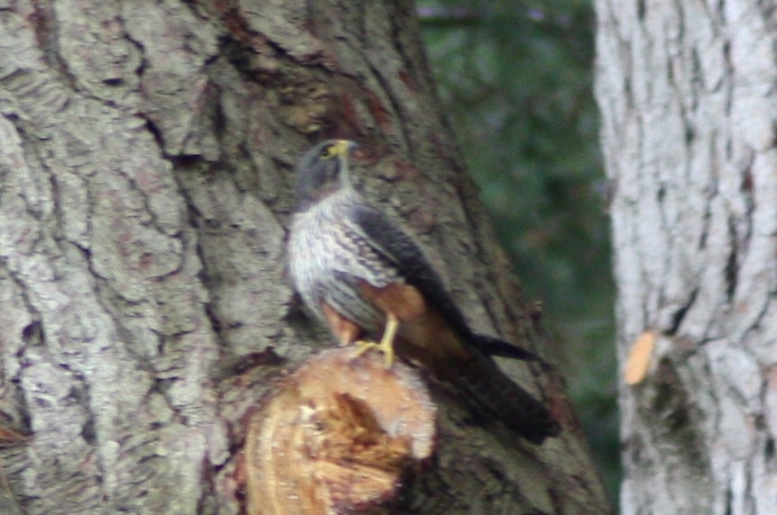 New Zealand Falcon - ML617036668