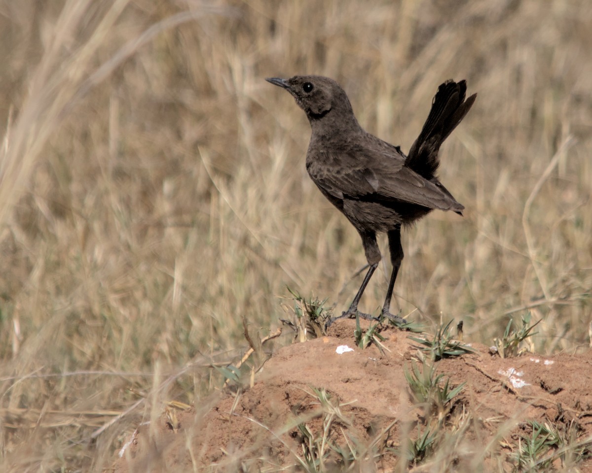 Zorzal Hormiguero Negro - ML617036679