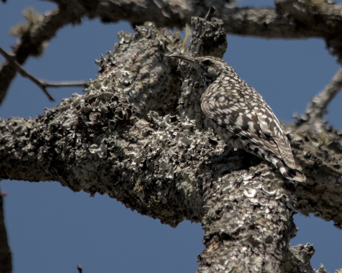 African Spotted Creeper - ML617036690