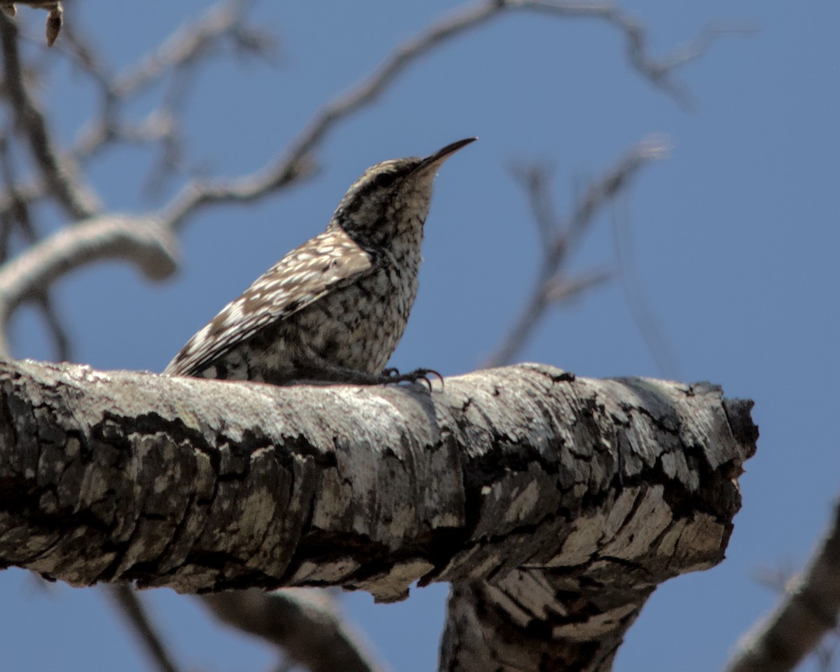 African Spotted Creeper - ML617036691