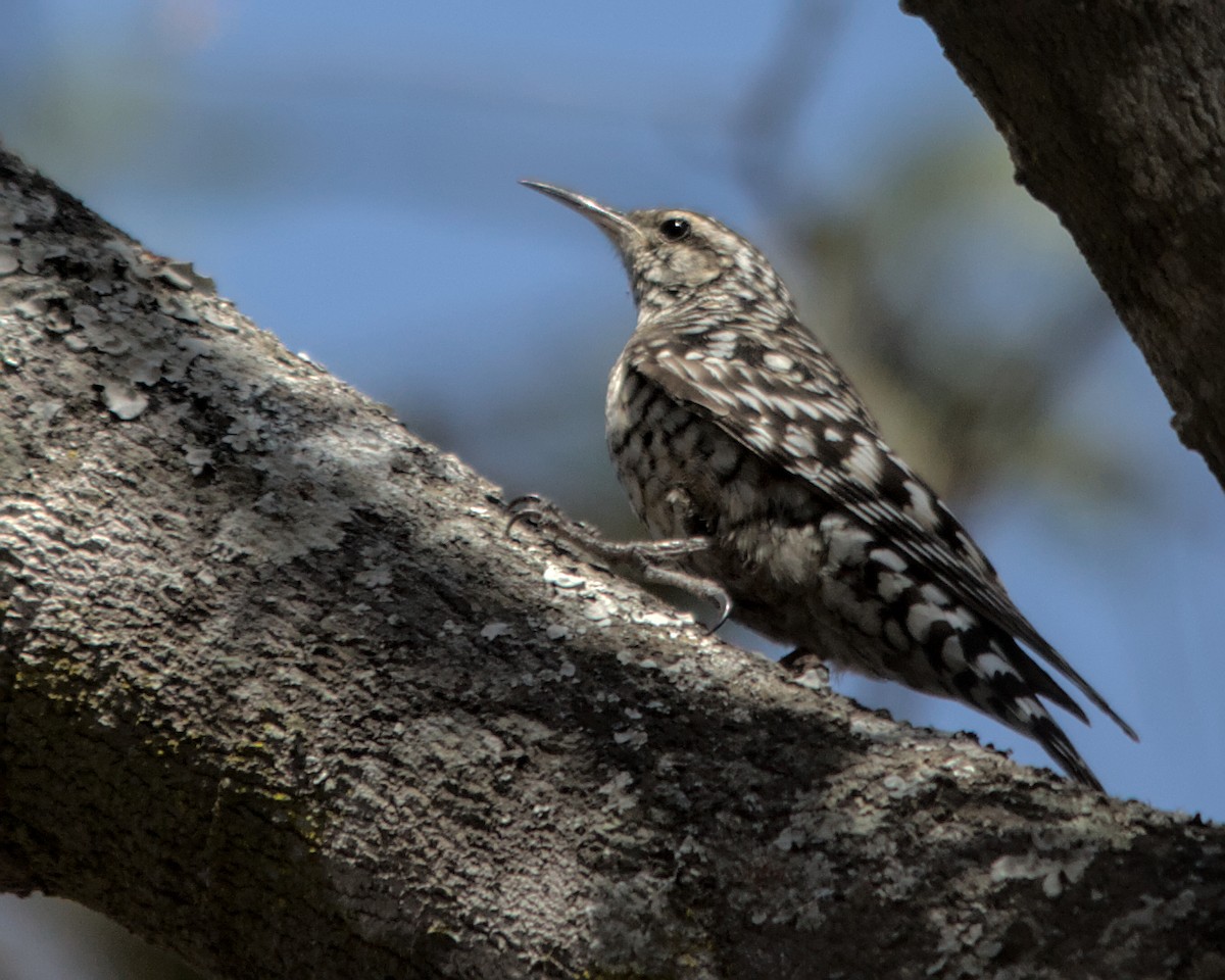 African Spotted Creeper - ML617036693