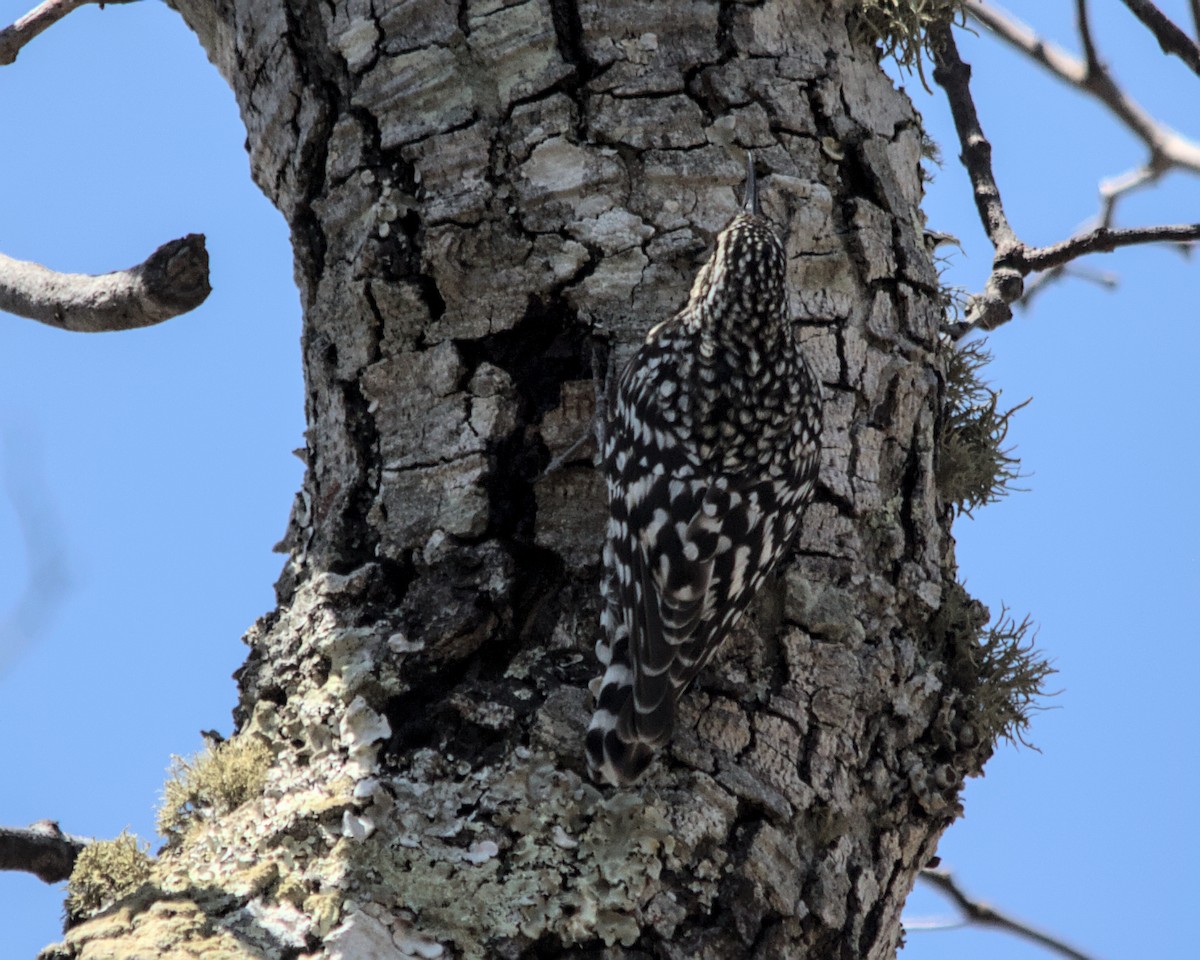 African Spotted Creeper - ML617036694