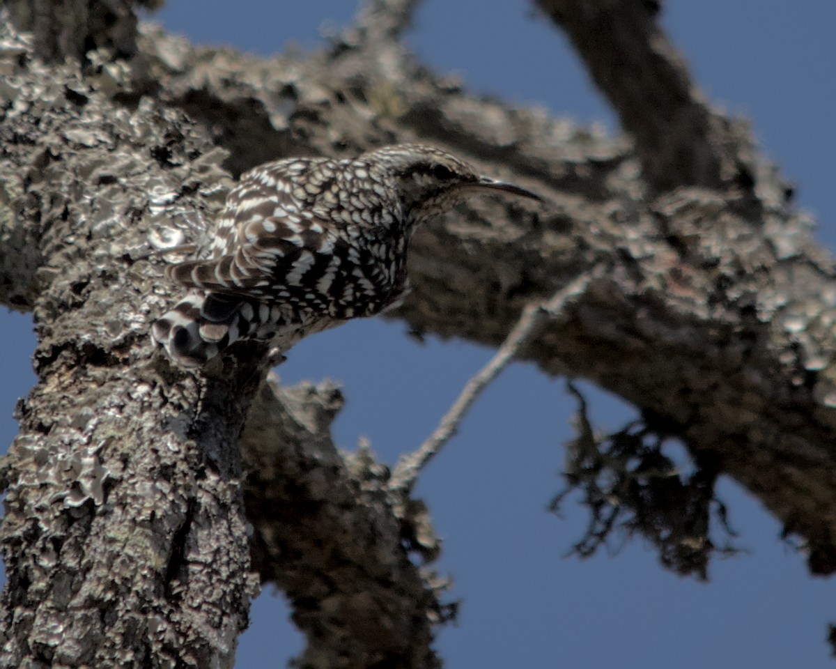 African Spotted Creeper - ML617036695
