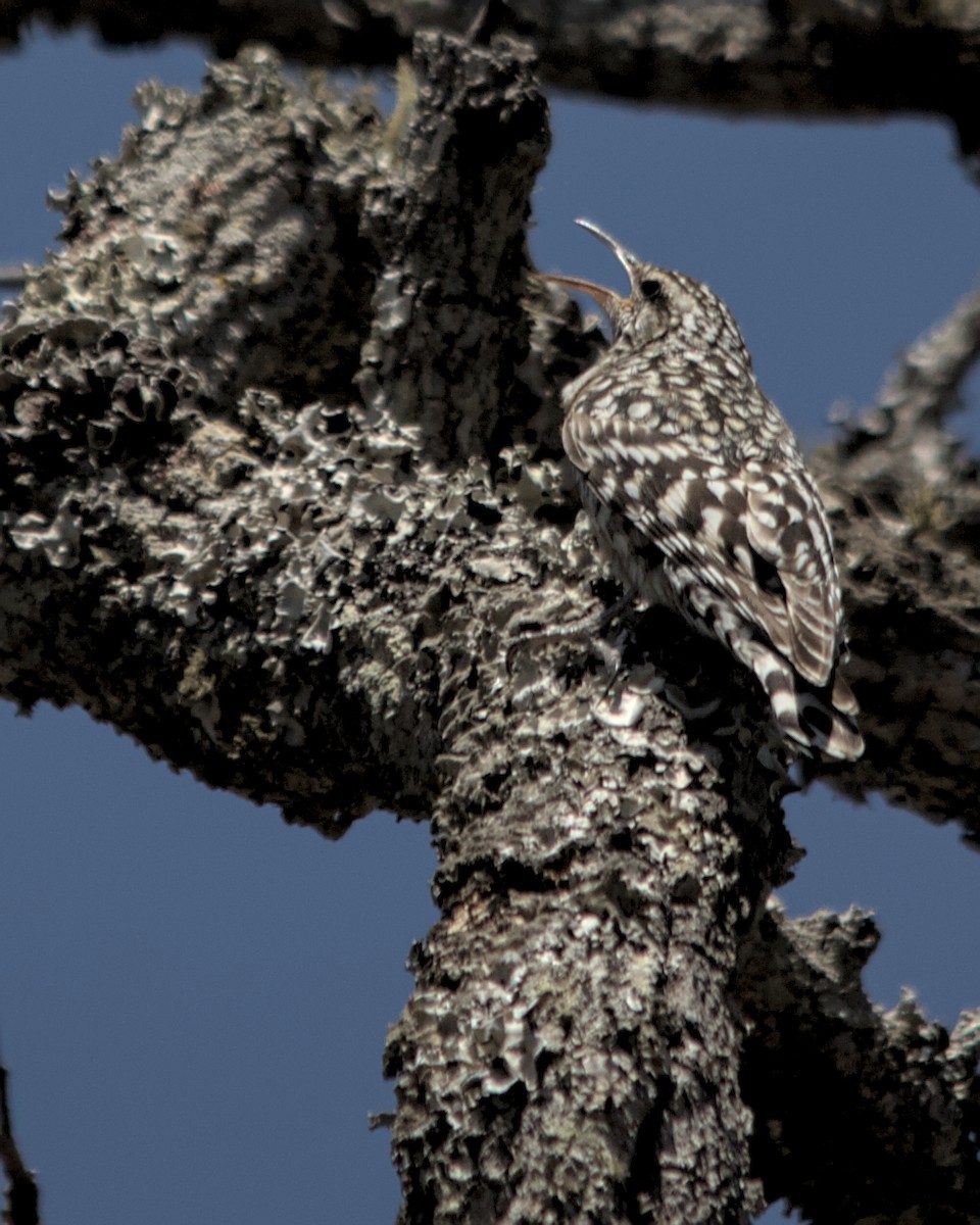 African Spotted Creeper - ML617036697