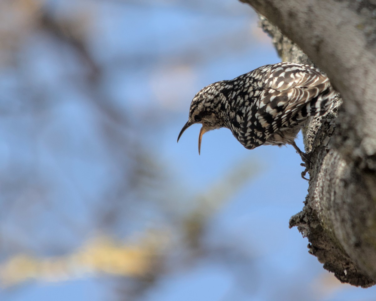 African Spotted Creeper - ML617036698