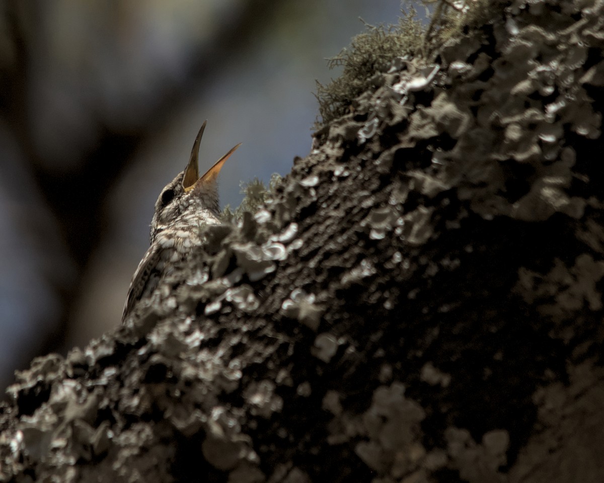 African Spotted Creeper - ML617036699