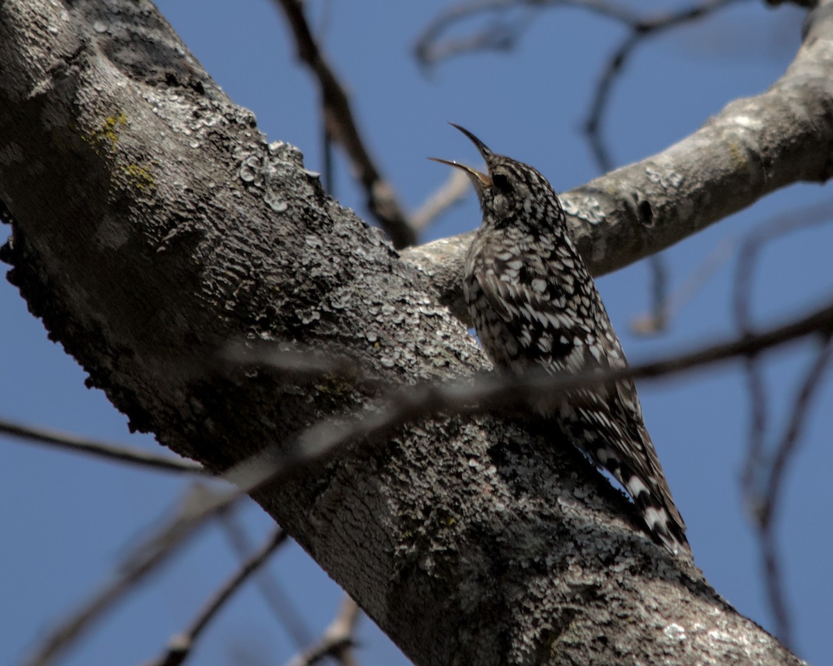 African Spotted Creeper - ML617036700