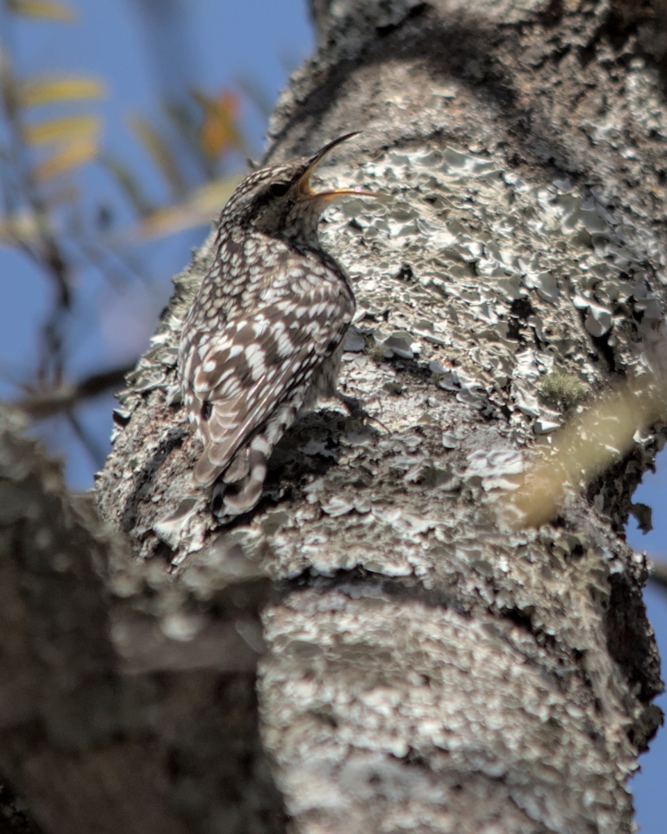 African Spotted Creeper - ML617036701