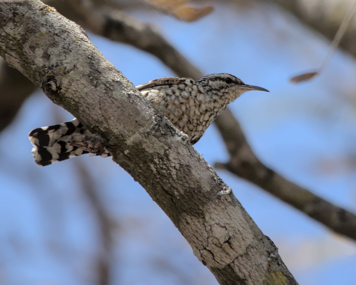 African Spotted Creeper - ML617036702