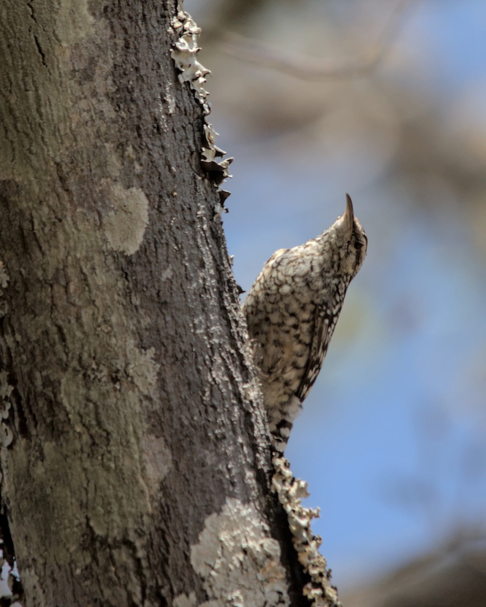 African Spotted Creeper - ML617036703