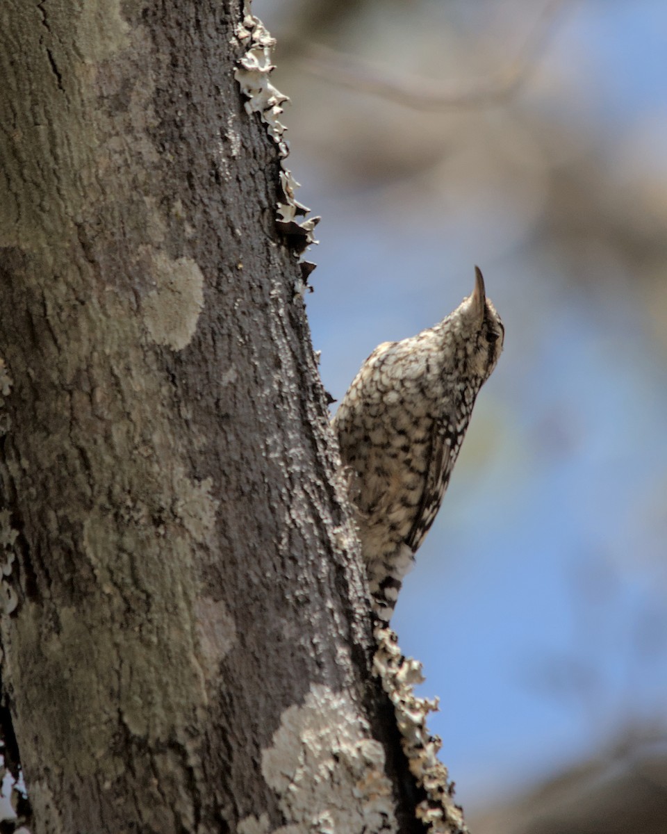 Salpornis de Salvadori - ML617036703