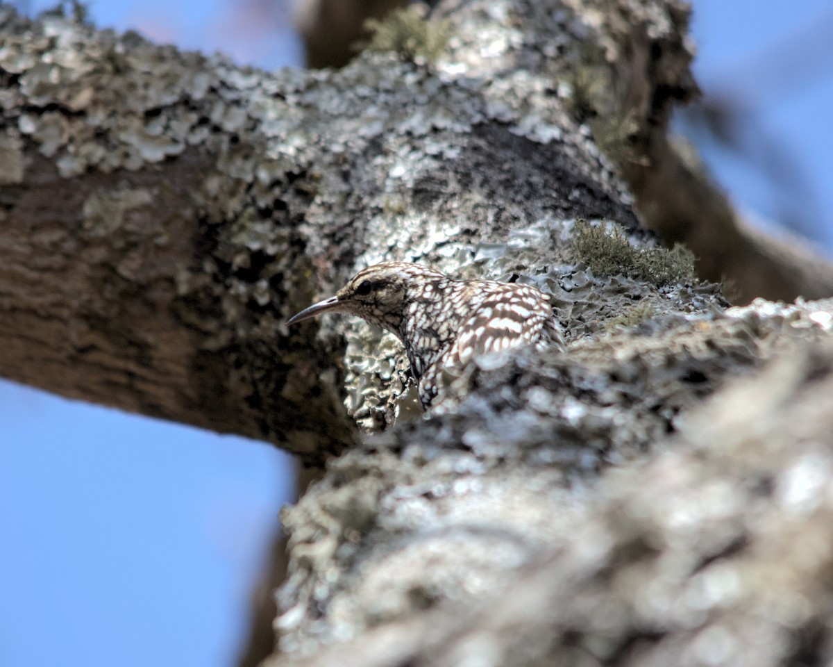 African Spotted Creeper - ML617036704
